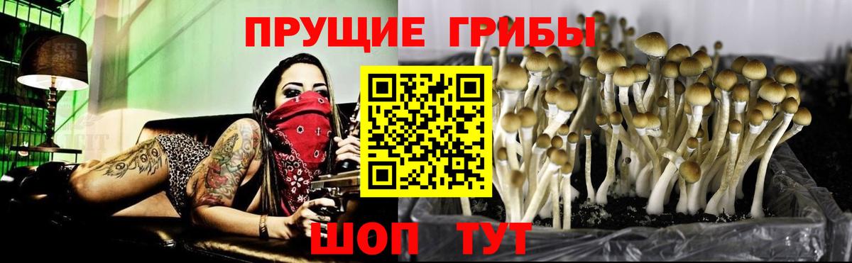 МЕФ Тара